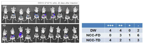 mouse xenograft model에서 NCC-FD에 의한 SKOV3의 성장 저해 효능