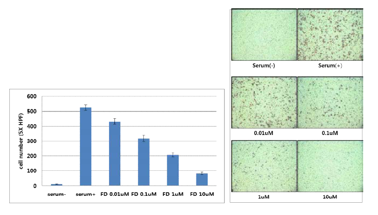 NCC-FD에 의한 SKOV-3 세포의 serum에 의한 migration 저해 효능