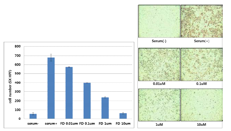NCC-FD에 의한 SKOV-3 세포의 serum에 의한 invasion 저해 효능
