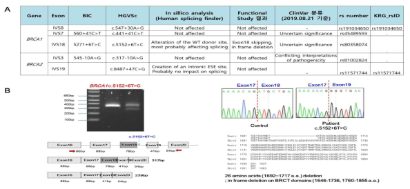 BRCA1/2 인트론 미분류 돌연변이들에 대한 엑손 스플라이싱 분석 A. 인트론 미분류 변이 연구 결과 전체 요약 B. BRCA1 c.5152+6T>C 변이에 대한 엑손 스플라이싱 분석 결과 예시