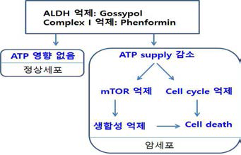 Gossypol 과 phenformin의 병용처리에 관한 이론적 배경 및 근거 정리