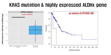 NSCLC에서 KRAS mutation 이 있는 경우 ALDH1L1 발현이 높게 증가하고(좌측), 생존율이 떨어지는 것을 보여줌 (붉은선) (미발표, 논문 작성중)