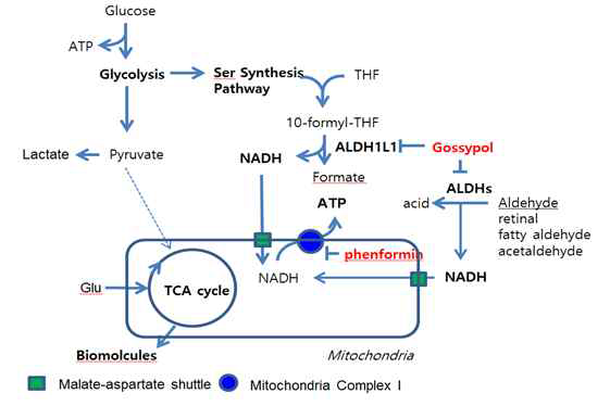 암세포에서 ALDH등에 의하여 cytosol에서 생성된 NADH를 주요 에너지원으로 생존함 확인