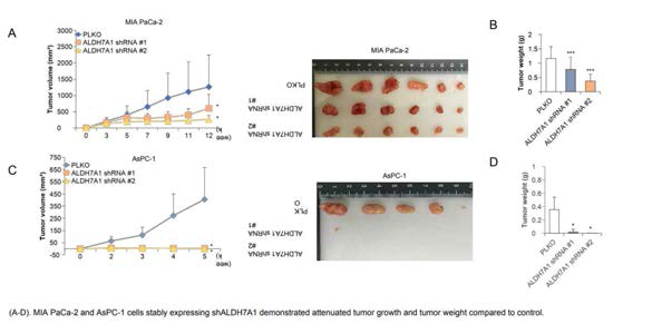 ALDH 7A1 silencing을 통한 종양 성장 억제 효과 확인