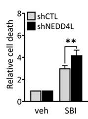 NEDD4L 결핍세포 조건에서 ULK1 억제에 의한 세포사멸 증가 효과
