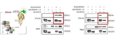 ATG101 구조적 특징을 바탕으호 C-termius제거된 ATG101△C돌연변이 단백질의 타 autophagy complex와의 결합 측정