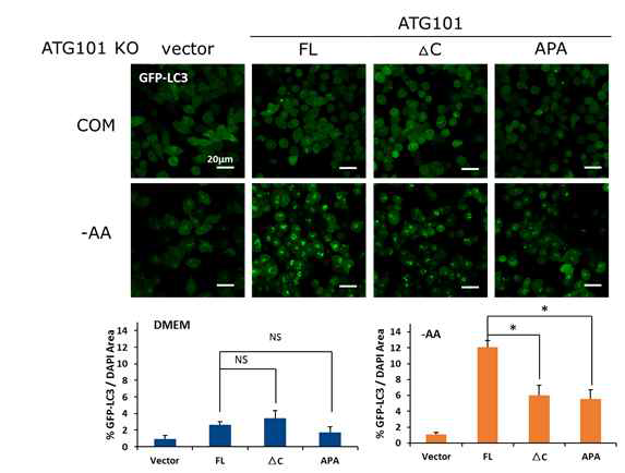 ATG101 C-termius의 autophagy 활성조절에 미치는 영향