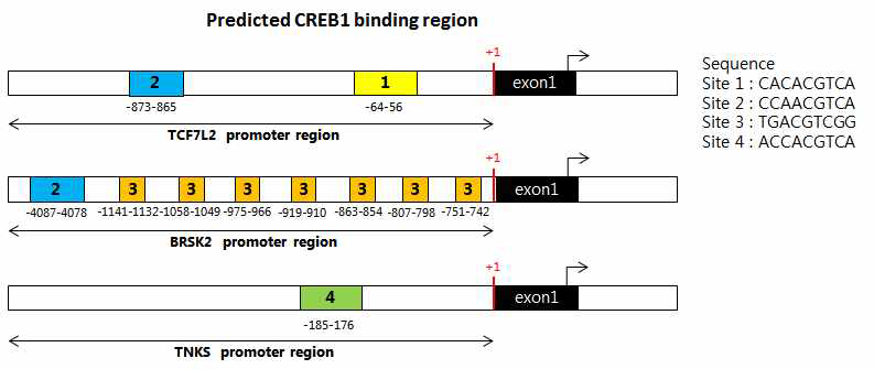 Schematic representation of the putative CREB1 binding sites in the promoter of the target genes
