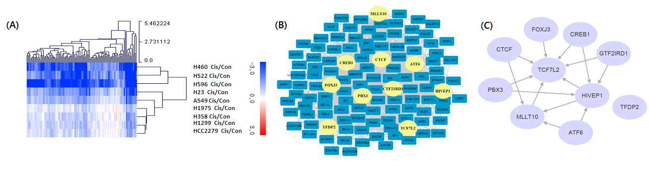 Hierarchical clustering of target genes and transcriptional network visualization. (A) Hierarchical clustering heatmap of 111 target genes. (B) The network consists of top 10 master regulators and their target genes. Yellow nodes are the master regulator. (C) Interaction between the top 10 master regulators