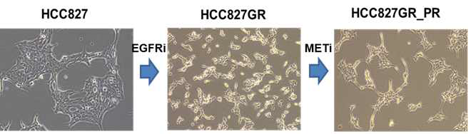 MET 표적 항암제 내성 세포주 HCC827GR_PR 그림