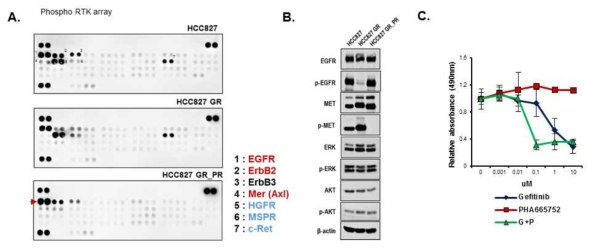 HCC827GR_PR 세포주의 EGFR 경로 재활성화