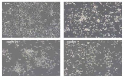 MET 표적 항암제 내성 세포주 H1993PR, H1993PR_GPR, H1993GPR 그림