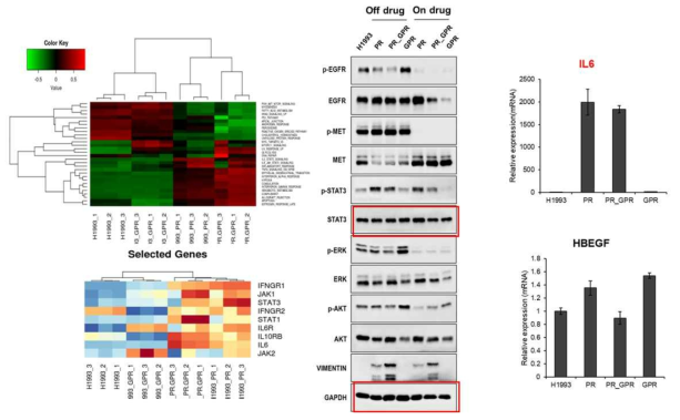 MET 표적 항암제 내성 세포주 H1993PR, H1993PR_GPR, H1993GPR 기전 실험