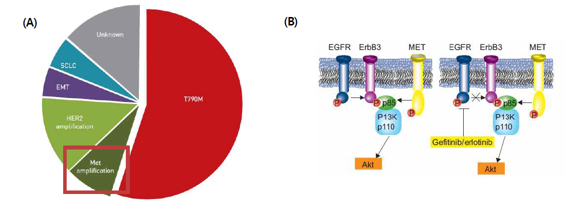 (A) 1세대 EGFR 표적 치료제의 내성 기전, Eur Respir Rev 2014 (B) MET 유전자 증폭으로 인한 EGFR 표적 치료제의 내성 기전, Eur Respir J 2011