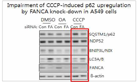 FANCA k/d에 의한 p62 발현 변 화 (CCCP 처리)