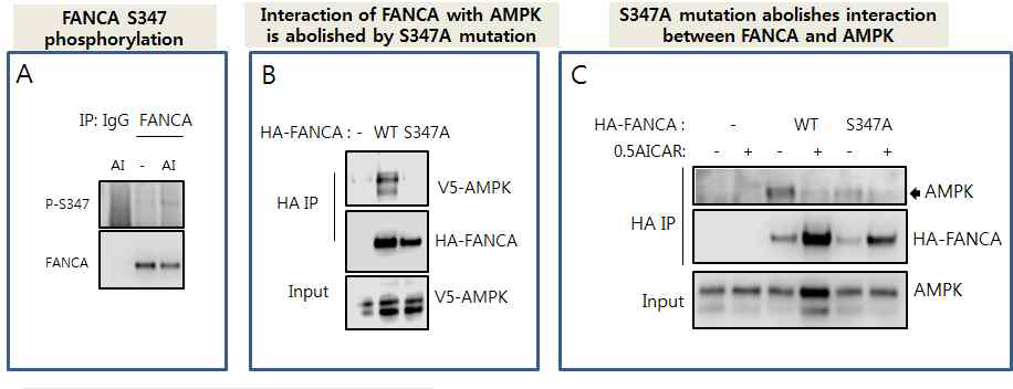 FANCA 단백질의 S347 인산화가 AICAR에 의한 FA-BRCA 경로 활성화에 관여함