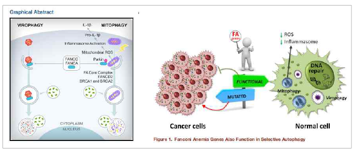 FANCC, FANCA 등 FA/BRCA 경로 단백질에 의한 mitophagy 조절