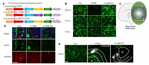 종양마이크로RNA 의존적 암화미세환경을 효과적으로 모니터링하는 다기능 형광시스템의 적용. 저산소상황과 저산소상황에 발현되는 저산소의존적 종양마이크로RNA-210*에 의한 본 시스템의 민감성 및 구동성을 소동물 xenograft 모델에 적용하고 개발된 시스템의 형광센서로서의 민감성과 작동성을 조직적으로 조사함