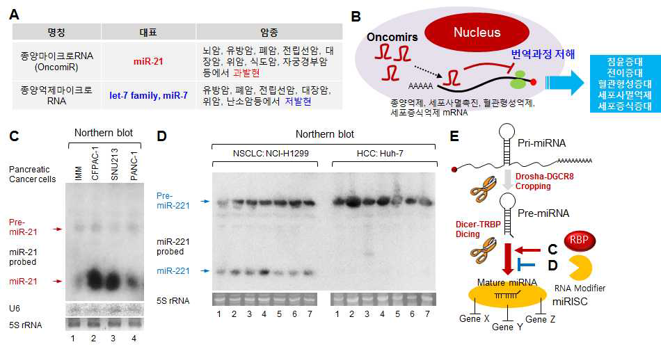 A. 대표적인 종양마이크로RNA의 분류. B.암화과정에서 종양마이크로RNA의 역할. C. 췌장암에서 종양마이크로RNA-21 전구체와 성숙 마이크로RNA-21 양의 불일치 (IMM: 불멸화 췌장세포주). D. 암종에 따른 종양마이크로RNA 비정상적 가공조절. NSCLC (비소세포폐암세포) 정상발현, HCC (간암세포) 가공없음. E. 가공을 억제하거나 촉진하는 RNA결합단백질 또는 RNA수식단백질의 작용 모델
