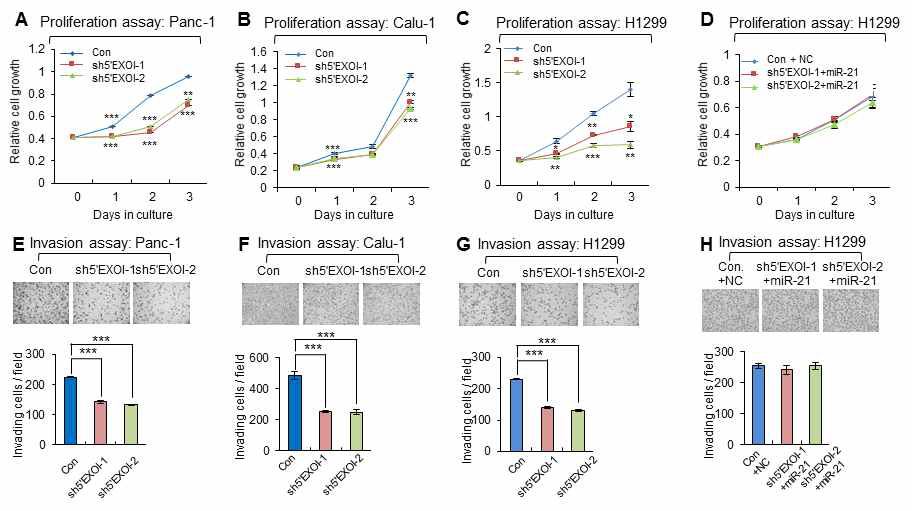 5’EXOI의 특이적 knockdown은 pancreatic cancer (A, E Panc-1) cell과 NSCLC (B-C, F-G, NCI-H1299, Calu-1)의 증식과 침윤을 감소시킴. (D-H) 마이크로RNA-21 mimetic의 과발현은 5’EXOI이 특이적으로 knockdown된 NSCLC (NCI-H1299) cell의 증식과 침윤의 감소를 회복시킴