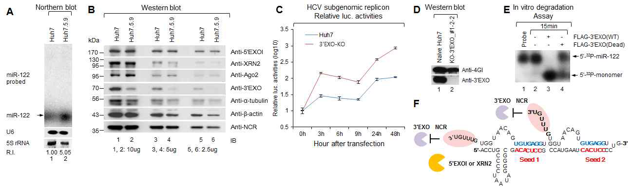 HCV-종양억제마이크로RNA-122 상호작용에서 3’EXO의 역할분석