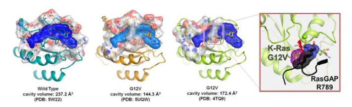 KRAS의 wild type과 G12V의 삼차원 구조 비교분석