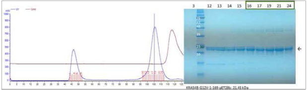 KRAS G12V 재조합 단백질의 정제