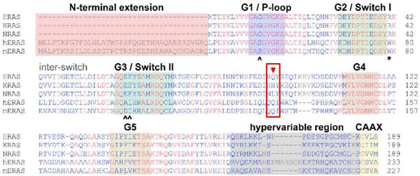 KRAS/HRAS/NRAS 서열 alignement