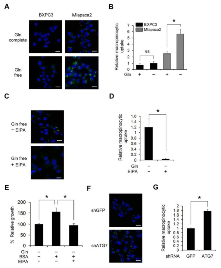 Glutamine deprivation increases macropinocytosis (A) Macropinocytosis was assessed in BxPC3 and MIAPaCa2 cells by monitoring the uptake of FITC-Dextran under either glutamine-replete or glutamine-free conditions. Scale bars, 20 μm. (B) The relative macropinocytic uptake of BxPC3 and MIAPaCa2. MIAPaCa2 was quantified by image-based determination of the total macropinocytic vesicle area compared with the DAPI-stained area of cells. Data are expressed relative to the values of BxPC3 observed in the glutamine-free conditions. Data are shown as the mean of five images in each experiment ± SEM. (Error bars represent the SEM of values from five representative images per experiment) (C) Macropinocytic uptake of MIAPaCa2 cells induced by glutamine deprivation was inhibited by the treatment with EIPA (50 μM). (D) The levels of macropinocytic uptake of MIAPaCa2. MIAPaCa2 were quantified by image-based determination as shown in (B). Data are expressed relative to the values of MIAPaCa2 in the glutamine-free conditions. (E) MIAPaCa2 cells were cultured in glutamine deprivation medium for 6 days, either with or without 2% BSA and further with EIPA treatment. Growth levels were measured by cell counting. Data are expressed relative to the values observed in the glutamine-free conditions. (F) MIAPaCa2 cells expressing ATG7 shRNA and control shRNA were cultured in glutamine-free medium for 16 h after treatment with FITC-Dextran and macropinocytic degradation was determined by monitoring intracellular FITC-Dextran. Scale bars, 20 m. (G) Levels of macropinocytic uptake of MIAPaCa2 cells were quantified by image-based determination as shown in (B). Data are relative to the values of MIAPaCa2 cells cultured in glutamine-free conditions. Error bars represent the SEM of triplicates from a representative experiment. *, p < 0.05