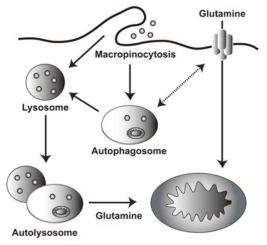 Model of maintaining intracellular levels of glutamine via two parallel pathways, including macropinocytosis-associated autophagy and a canonical glutamine transportation pathway