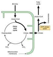 BCAA-mediated fatty acids production