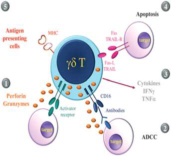 γδ T 세포의 다양한 기능 ① 세포독성 ② 항체의존성 세포독성 ③ 시토카인 유리 ④ 세포자멸사(apoptosis) ⑤ 항원제시세포와 상호작용