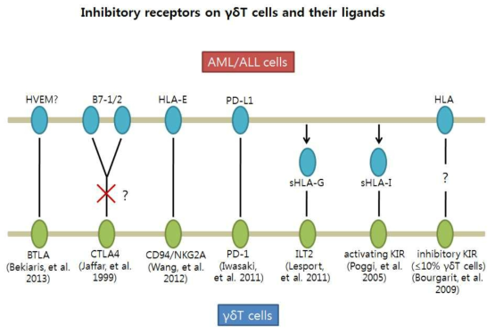 γδ T 세포의 저해 수용체와 그에 대한 AML/ALL 세포의 ligands