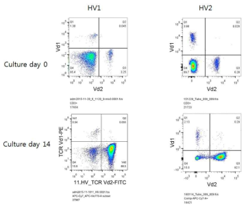 Vδ1 T세포와 Vδ2 T 세포의 배양 전 후 비율. 기존에 알려진 대로 혈액에서는 Vδ1 T세포보다 Vδ2 T 세포가 더 많은 비율을 차지하며 특히 IL-2+Zol에서 배양 후에는 Vδ2 T 세포가 절대 다수를 차지함