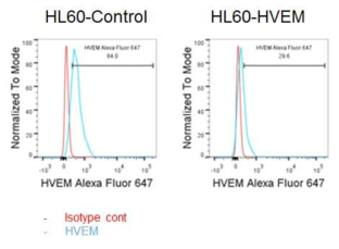 HL60 세포에 control vector와 HVEM 제거 CRSPR-Cas9 system (Santa Cruz)을 transfection 하고 2주간 puromycin으로 selection한 후 유세포 분석으로 HVEM 발현 여부 조사