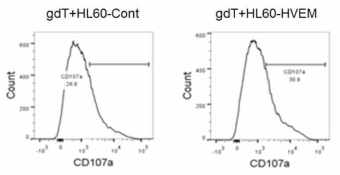불활성화 HL60-Cont 또는 HL60-HVEM을 처리하여 배양한 γδ T 세포의 HL60 세포에 대한 CD107a 발현 조사