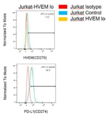 백혈병 세포주에서 HVEM 발현이 PD-L1의 발현에 미치는 영향