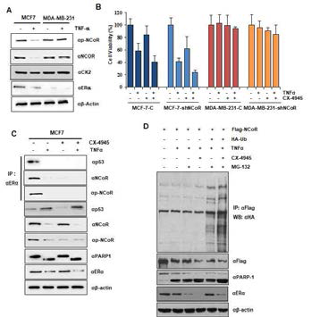 CK2 억제에 의한 NCoR 단백질 분해와 ERα(+) MCF-7 유방암 세포 사멸 검증