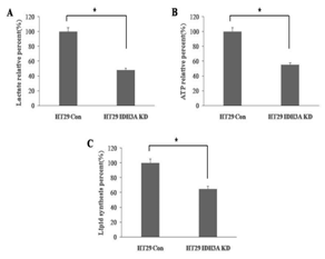 IDH3A knock-down BRAF mutant 대장암 세포에서 metabolic assay