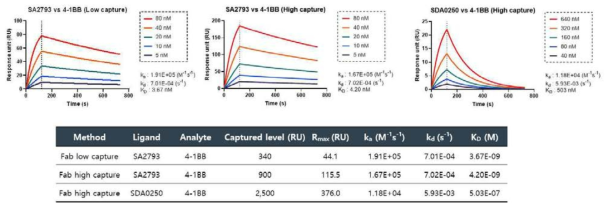 Kinetic analysis of anti-41-BB by SPR