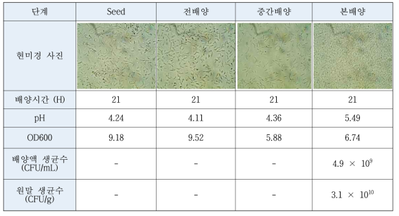 NK49 균주의 최적조건에서의 생균수 결과