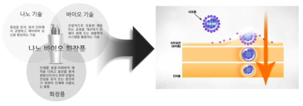 나노바이오 화장품 기술 개요