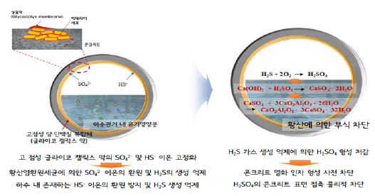 글라이코 캘릭스 막의 H2S 차단 효과