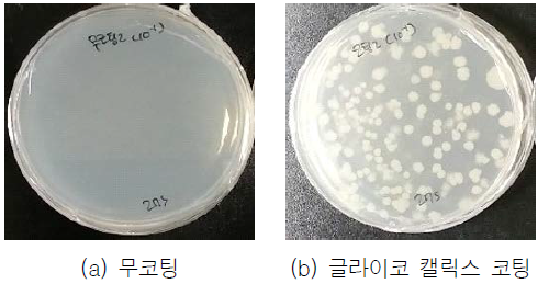 박테리아 재배양 결과