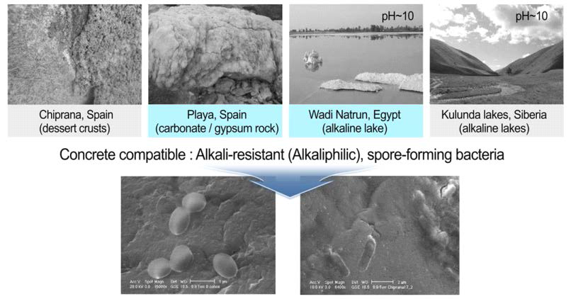 Alkali-resistant, Spore-forming bacteria (Henk Jonkers et. al., TU Delft, 2014)