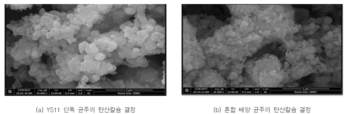 단일 균주와 혼합 배양 균주의 탄산칼슘 결정 morphology