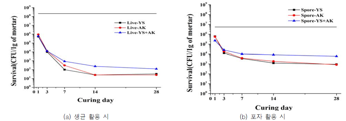 혼합 배양 박테리아의 포자 활용 시 생존율 변화