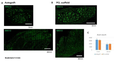 대동물모델 내 PCL 신경도관 이식 16주 후 면역형광염색을 통한 신경 재생 결과. A. 자가이식군, B. PCL 신경도관 이식군, C. 신경도관 위치별 재생된 축삭의 수 비교