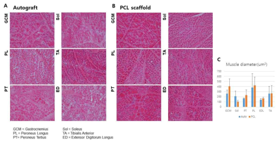 대동물모델 내 PCL 신경도관 이식 16주 후 원위부 6개 근육(Gastrocnemius, Soleus, Peroneus Tertius, Extensor Digitorum Longus, Tibialis Anterior)의 조직학적 결과. A. 자가이식군, B. PCL 신경도관 이식군, C. 두 군의 6개 근육 횡단면 면적 비교