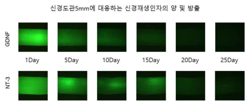 BDNF와 NT-3 신경재생인자의 신경도관 방출거동